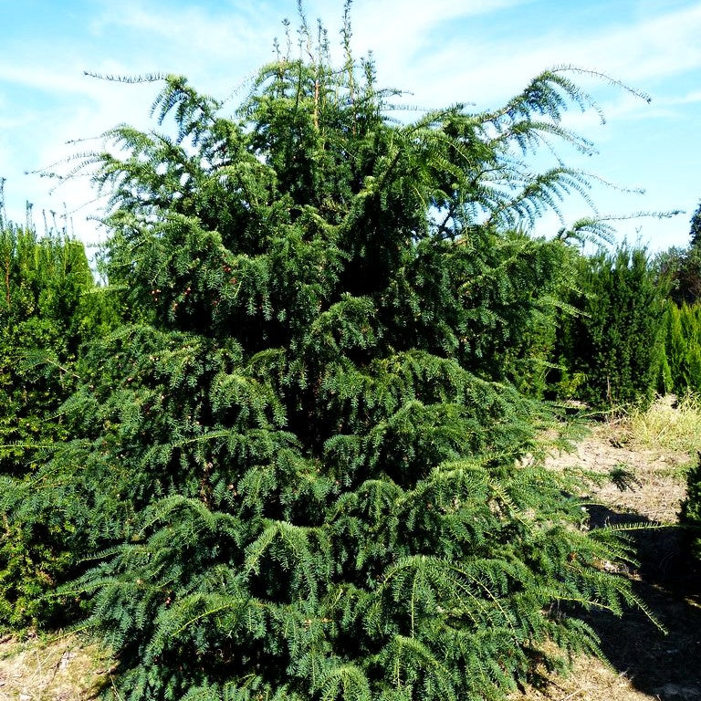 Adlerschwingen-Eibe 'Dovastoniana' (Taxus baccata)