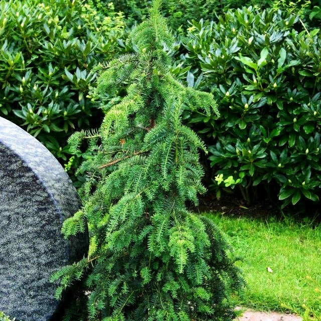 Adlerschwingen-Eibe 'Dovastoniana' (Taxus baccata)