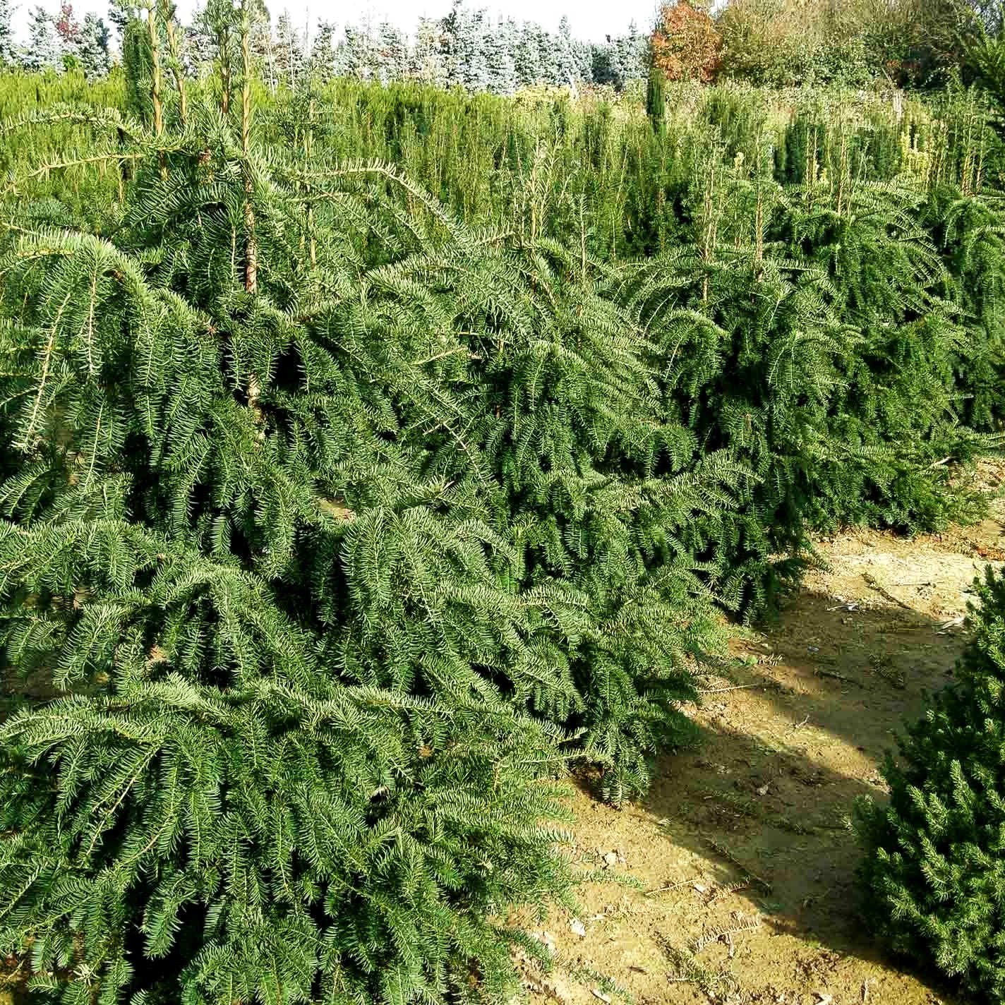Adlerschwingen-Eibe 'Dovastoniana' (Taxus baccata)