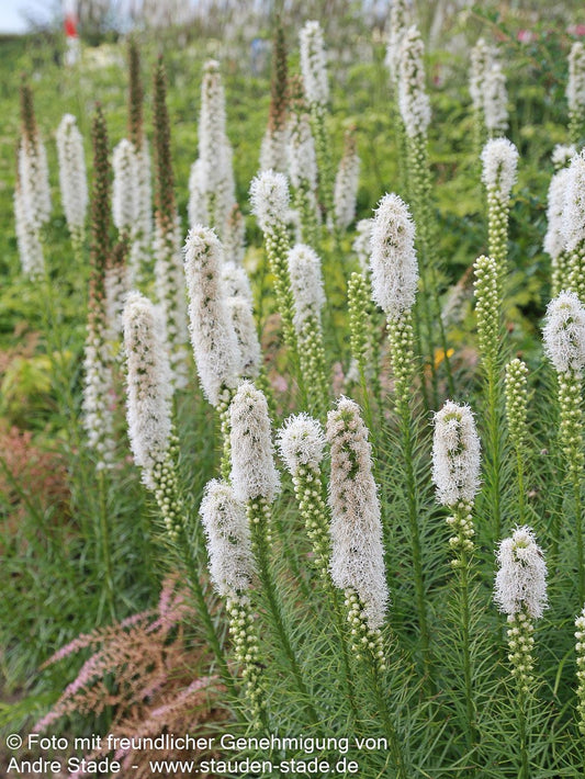 Ährige Prachtscharte 'Floristan Weiß' (Liatris spicata)
