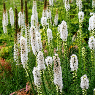 Ährige Prachtscharte 'Floristan Weiß' (Liatris spicata)