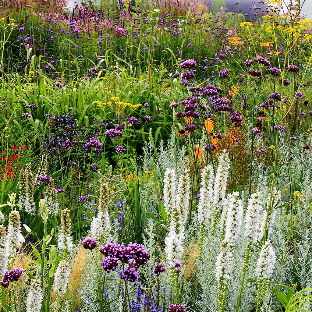Ährige Prachtscharte 'Floristan Weiß' (Liatris spicata)