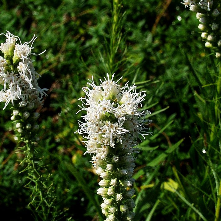 Ährige Prachtscharte 'Floristan Weiß' (Liatris spicata)