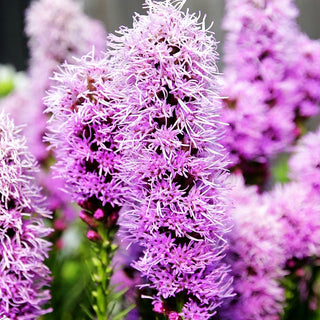 Ährige Prachtscharte 'Kobold' (Liatris spicata)