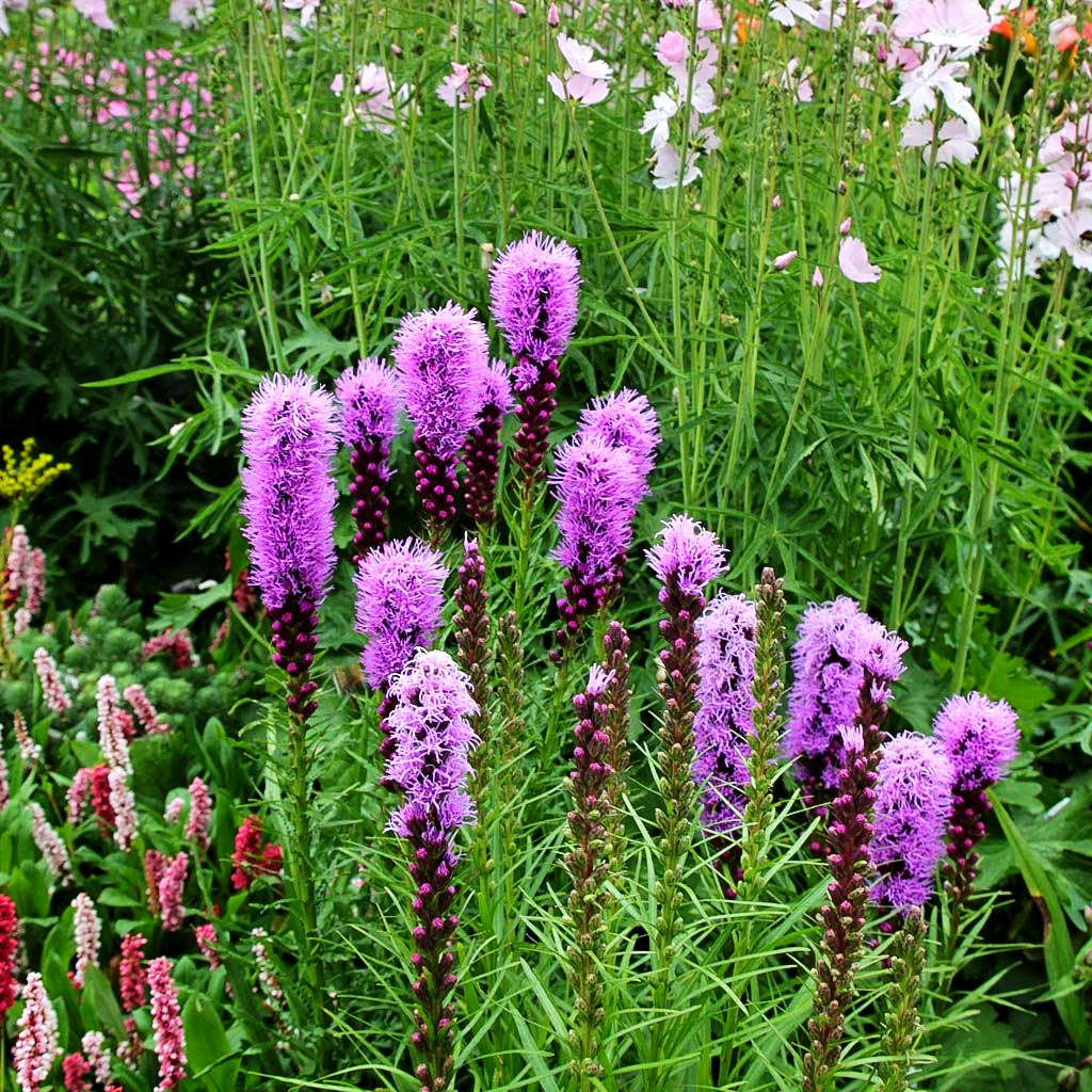 Ährige Prachtscharte 'Kobold' (Liatris spicata)