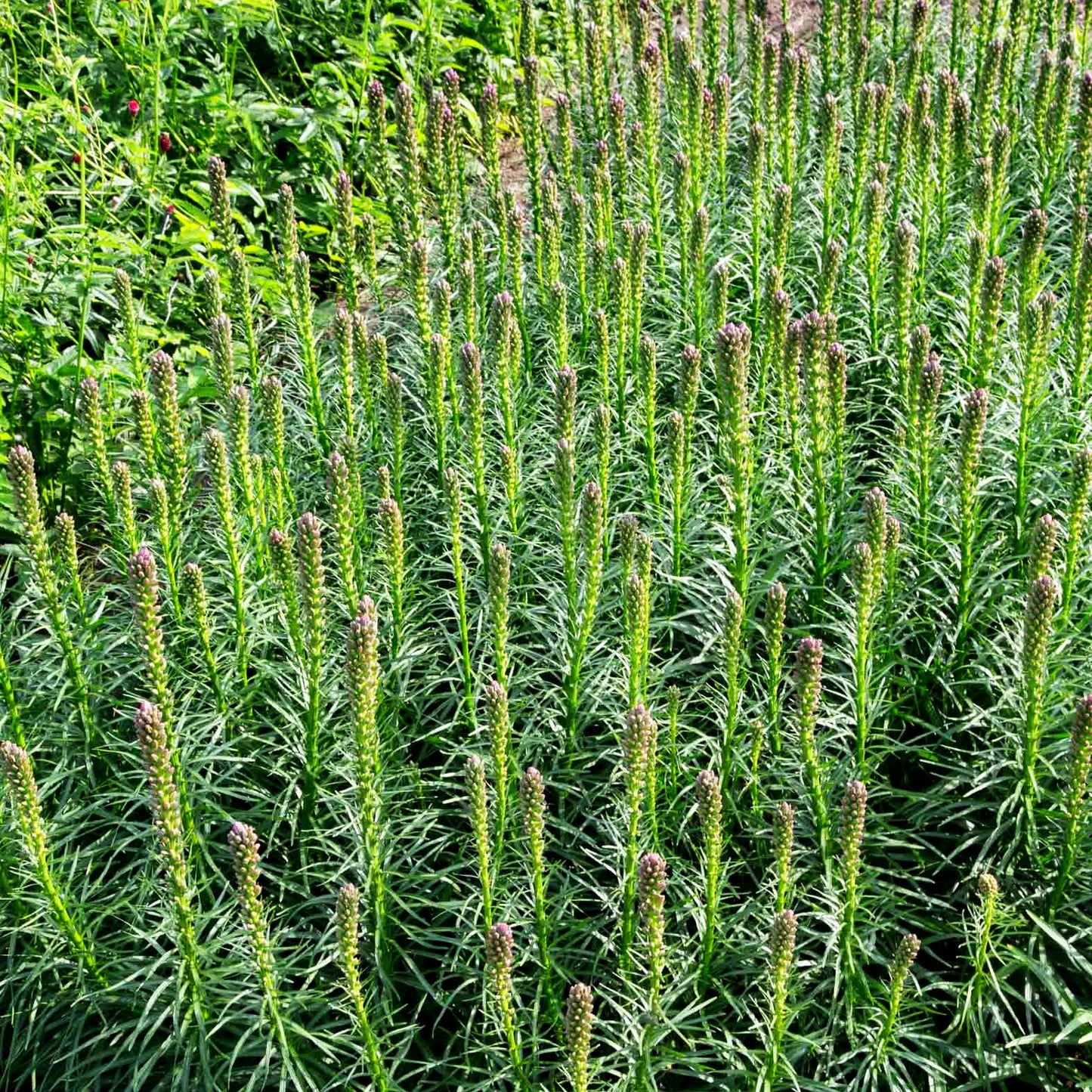 Ährige Prachtscharte 'Kobold' (Liatris spicata)