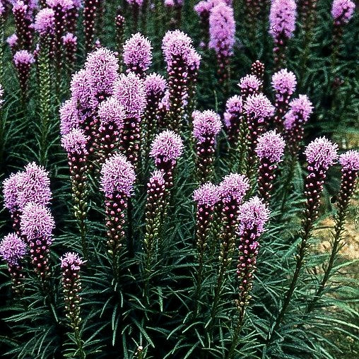 Ährige Prachtscharte 'Kobold' (Liatris spicata)
