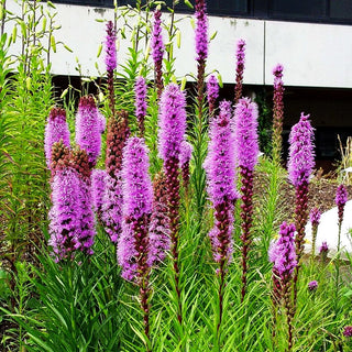 Ährige Prachtscharte (Liatris spicata)