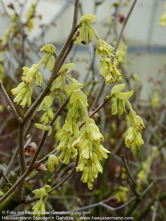 Ährige Scheinhasel (Corylopsis spicata)