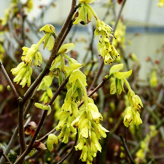 Ährige Scheinhasel (Corylopsis spicata)
