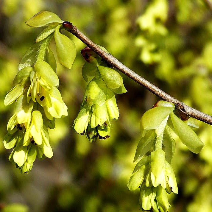 Ährige Scheinhasel (Corylopsis spicata)