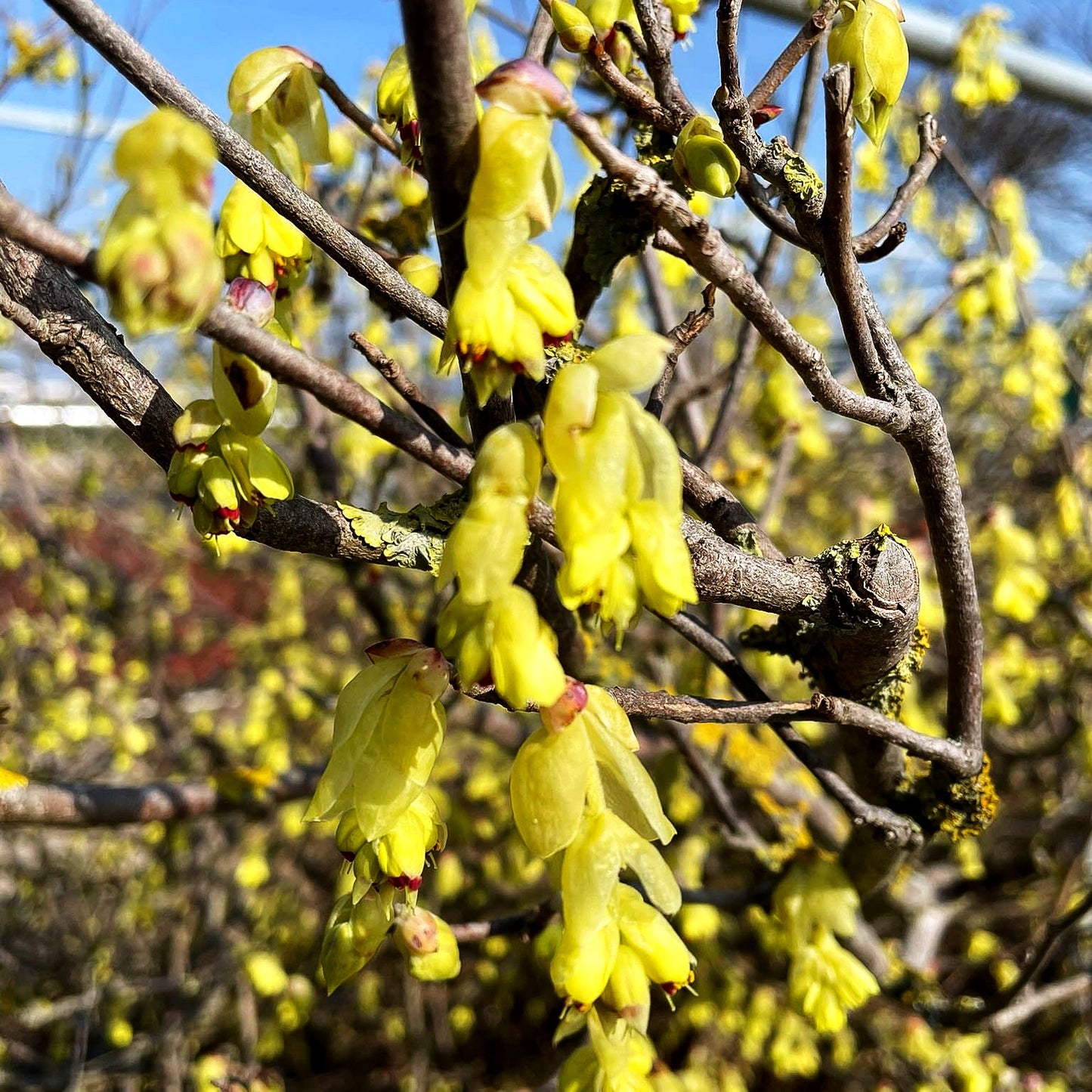 Ährige Scheinhasel (Corylopsis spicata)