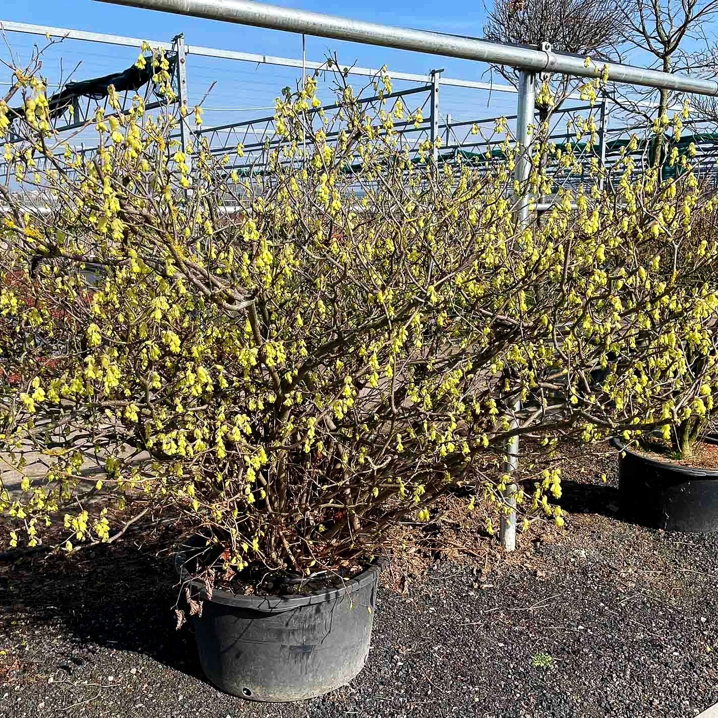 Ährige Scheinhasel (Corylopsis spicata)