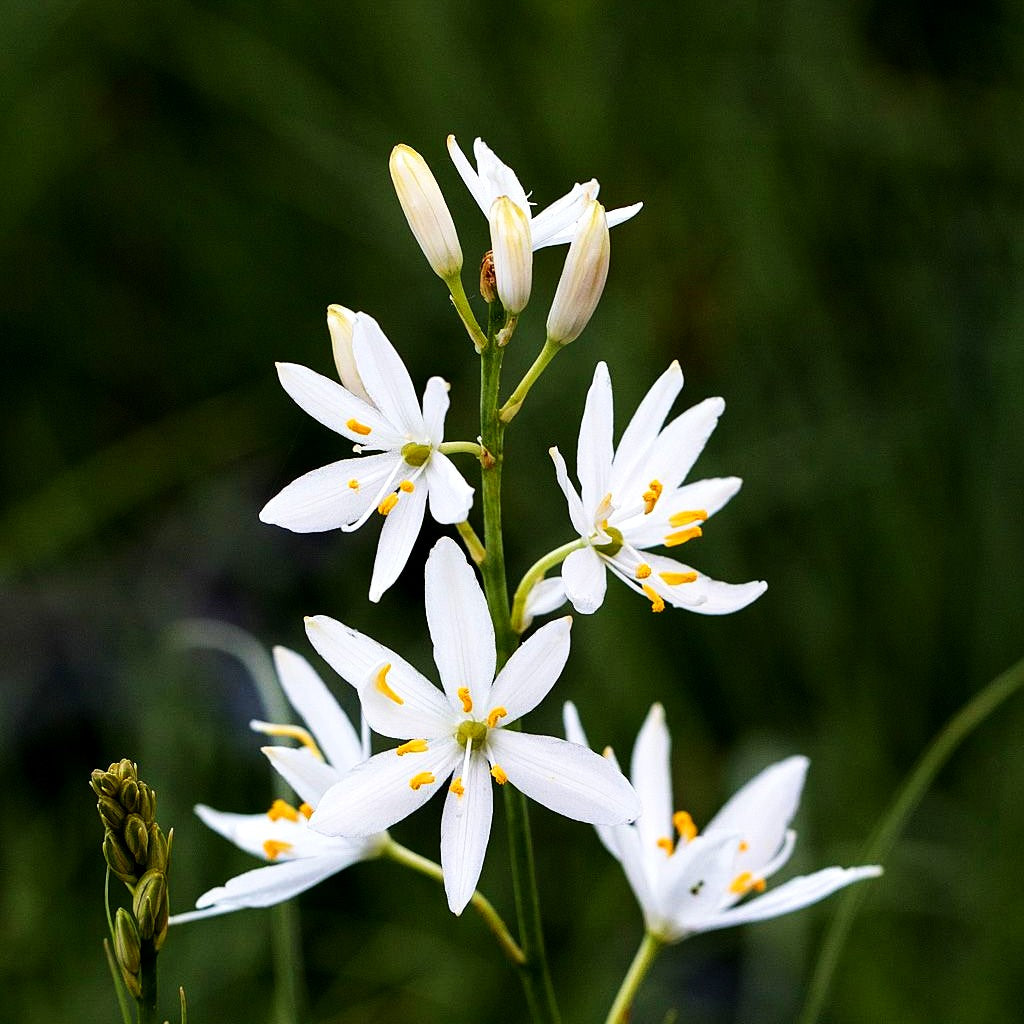 Ästige Graslilie (Anthericum ramosum)