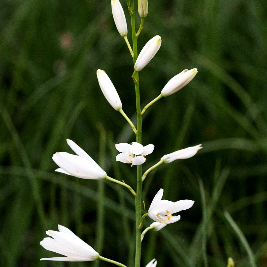 Ästige Graslilie (Anthericum ramosum)