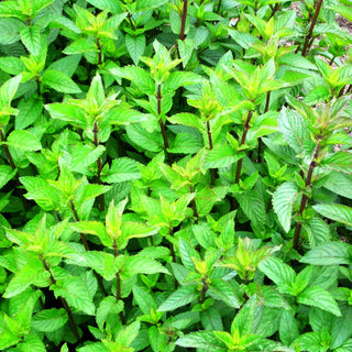 After-Eight-Minze 'After Eight' (Mentha x piperita)