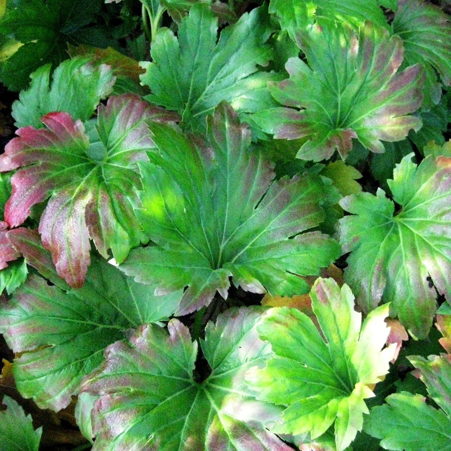 Ahornblatt (Mukdenia rossii)