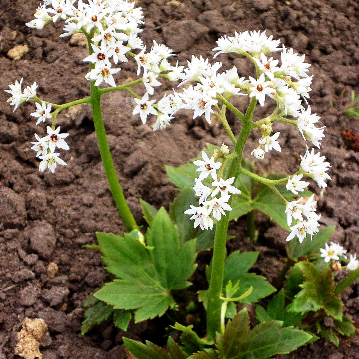 Ahornblatt (Mukdenia rossii)