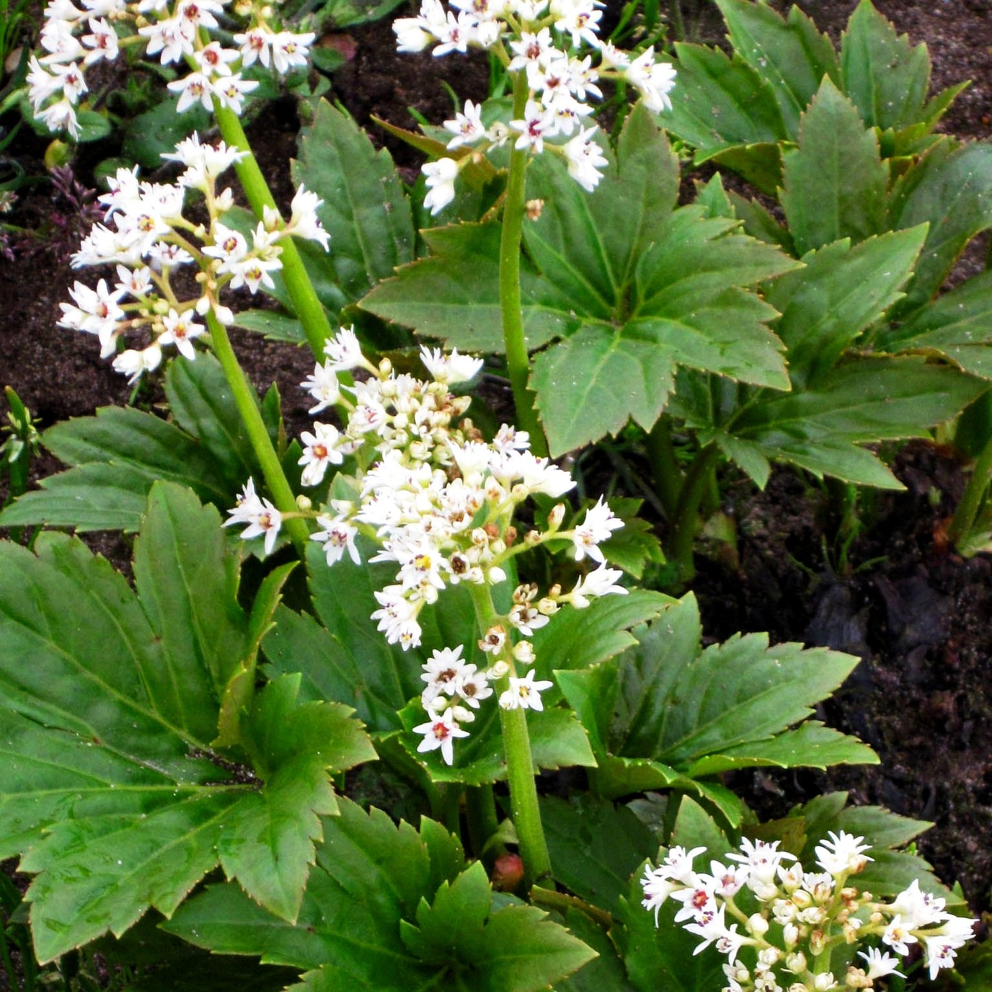 Ahornblatt (Mukdenia rossii)