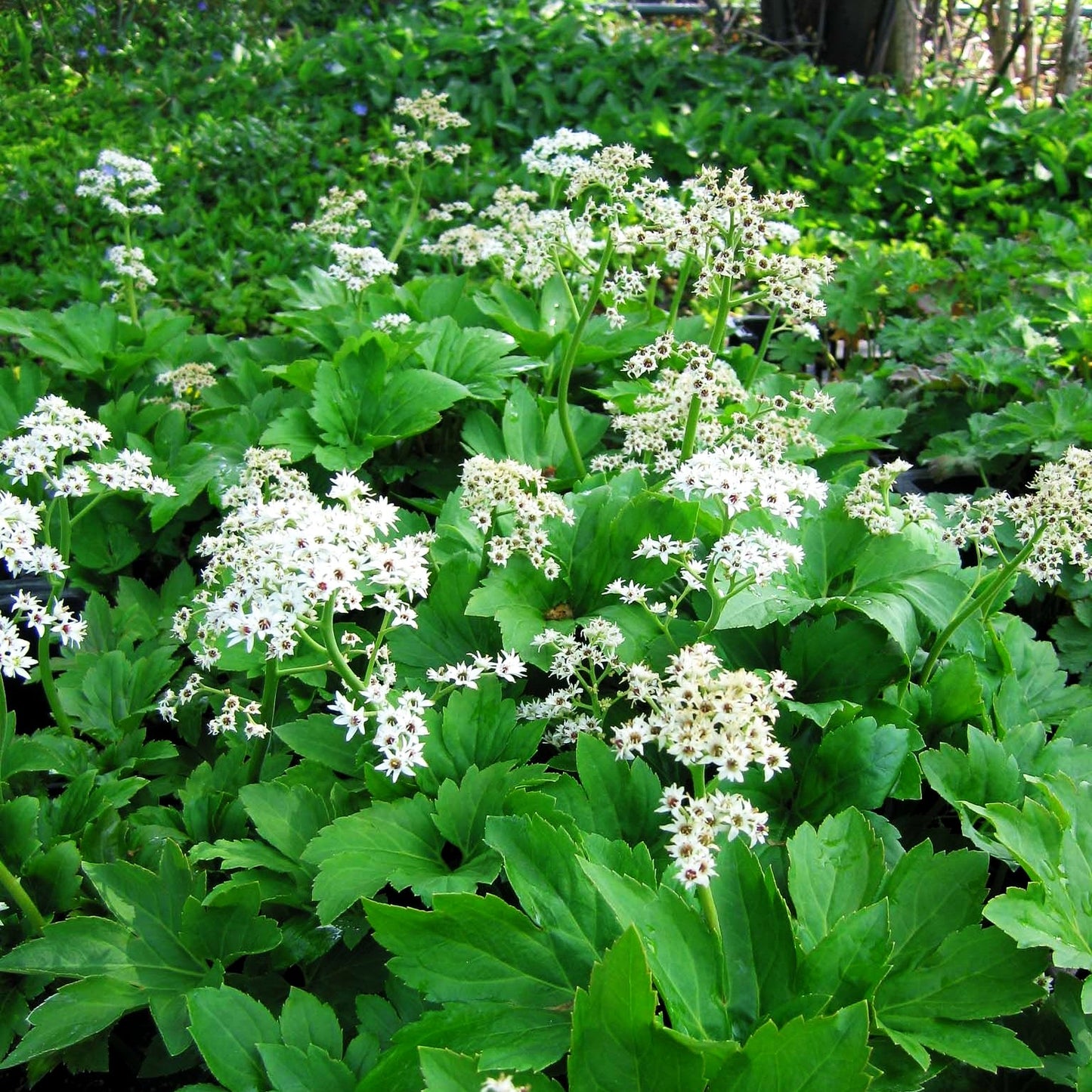 Ahornblatt (Mukdenia rossii)