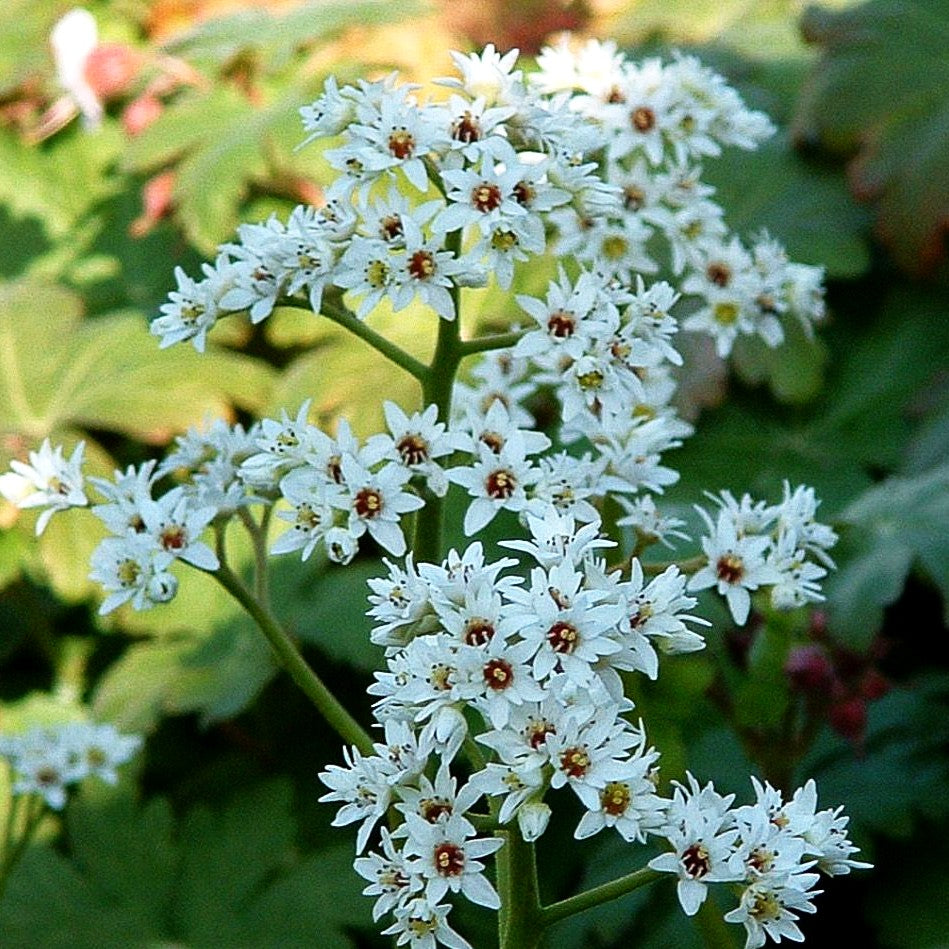 Ahornblatt (Mukdenia rossii)