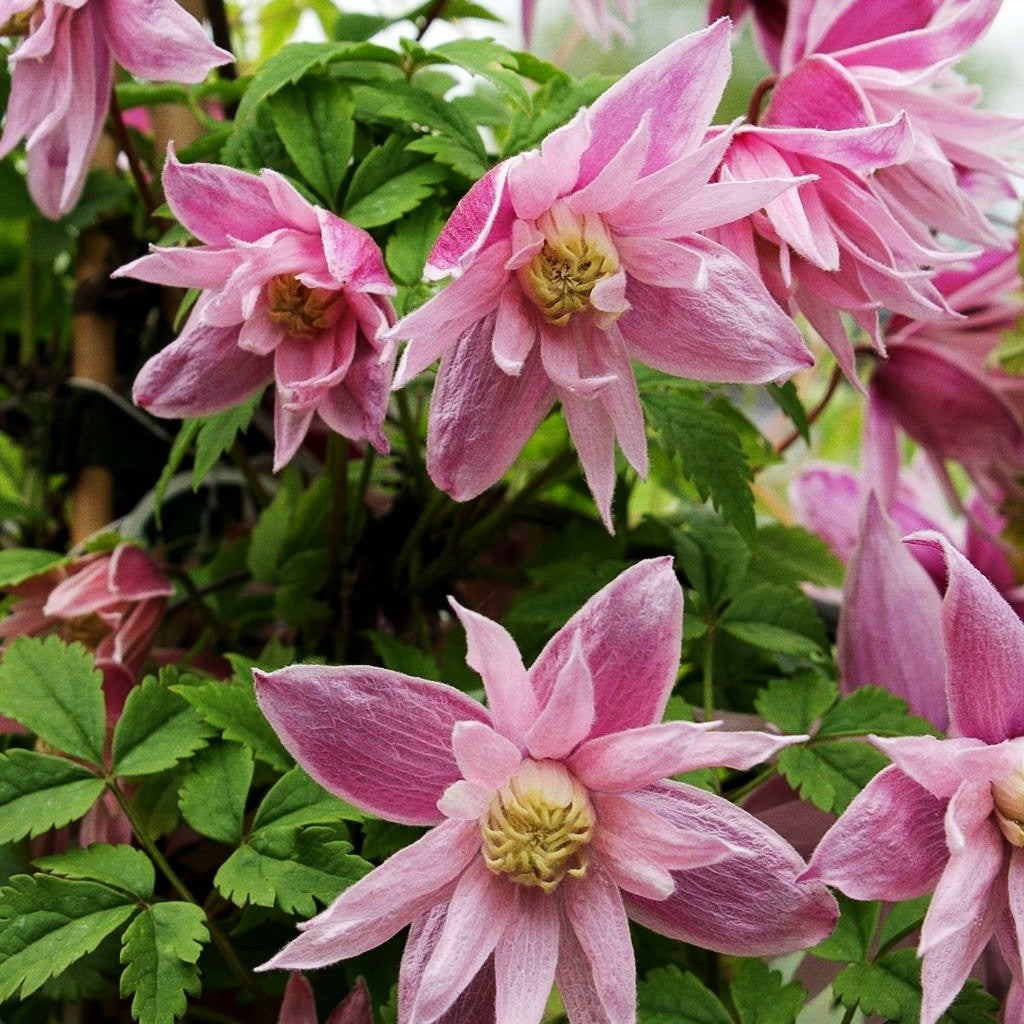 Akelei-Waldrebe 'Markham's Pink' (Clematis macropetala)