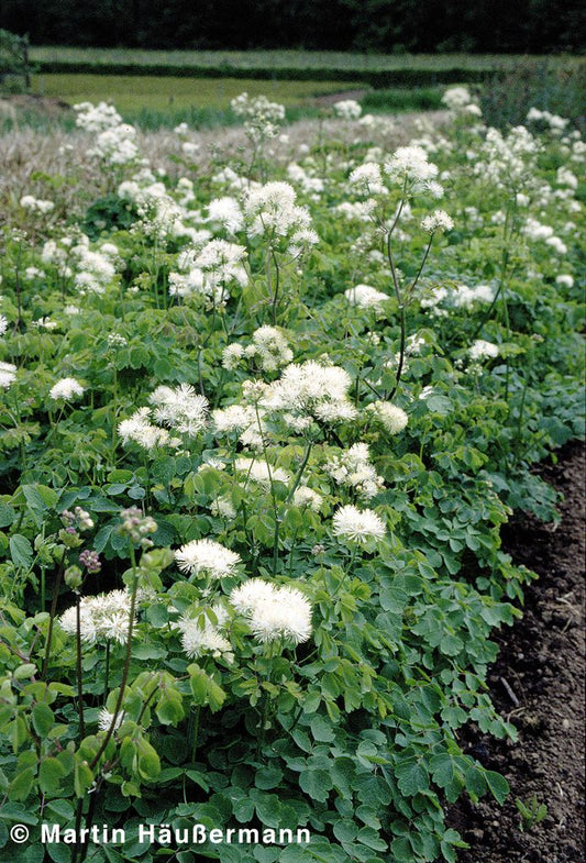 Akeleiblättrige Wiesenraute (Thalictrum aquilegifolium f.album)