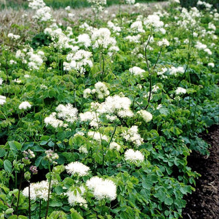 Akeleiblättrige Wiesenraute (Thalictrum aquilegifolium f.album)