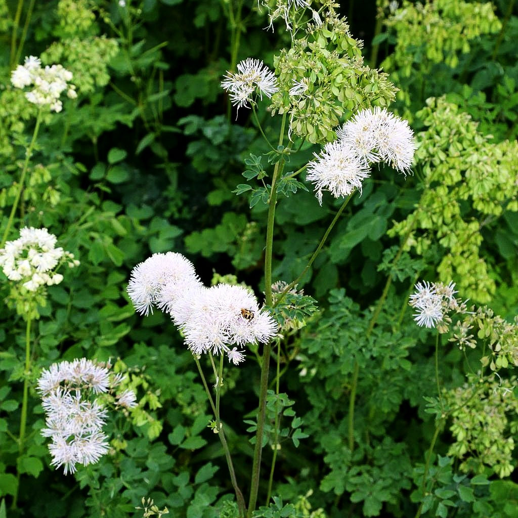 Akeleiblättrige Wiesenraute (Thalictrum aquilegifolium f.album)