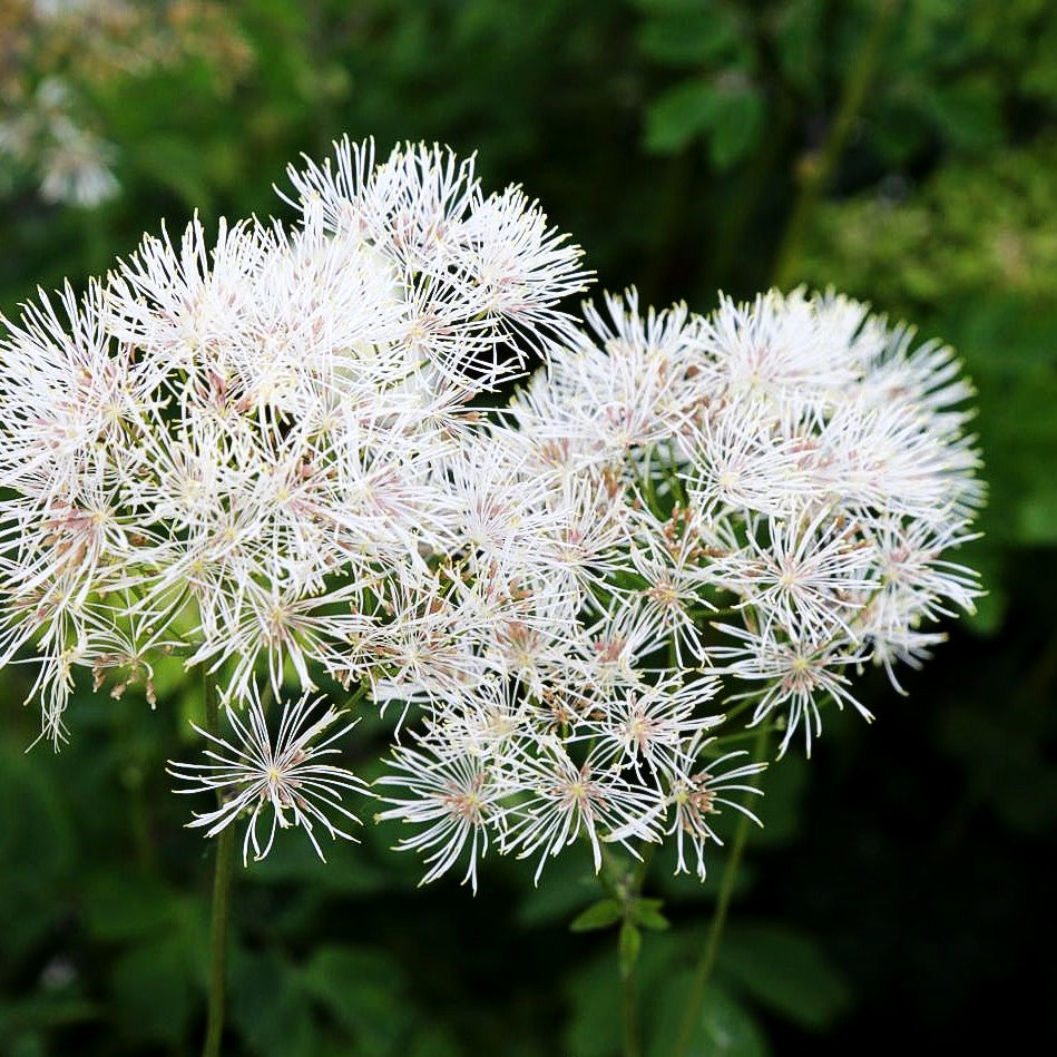 Akeleiblättrige Wiesenraute (Thalictrum aquilegifolium f.album)