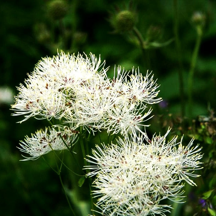 Akeleiblättrige Wiesenraute (Thalictrum aquilegifolium f.album)