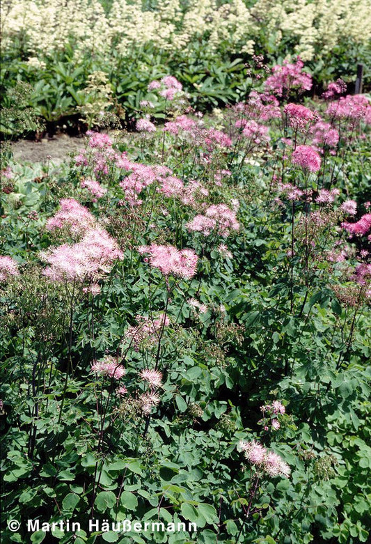 Akeleiblättrige Wiesenraute (Thalictrum aquilegifolium)