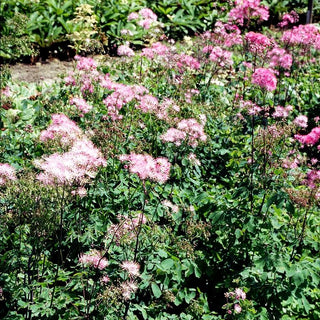 Akeleiblättrige Wiesenraute (Thalictrum aquilegifolium)