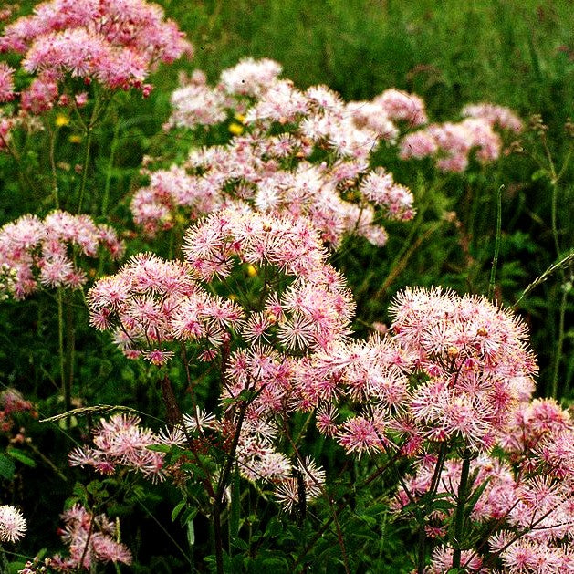 Akeleiblättrige Wiesenraute (Thalictrum aquilegifolium)