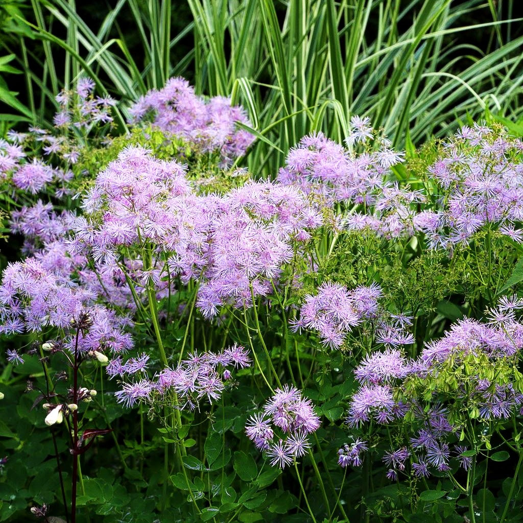 Akeleiblättrige Wiesenraute (Thalictrum aquilegifolium)