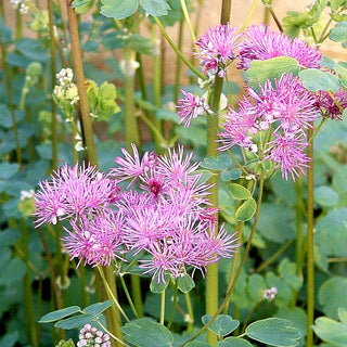 Akeleiblättrige Wiesenraute 'Thundercloud' (Thalictrum aquilegifolium)