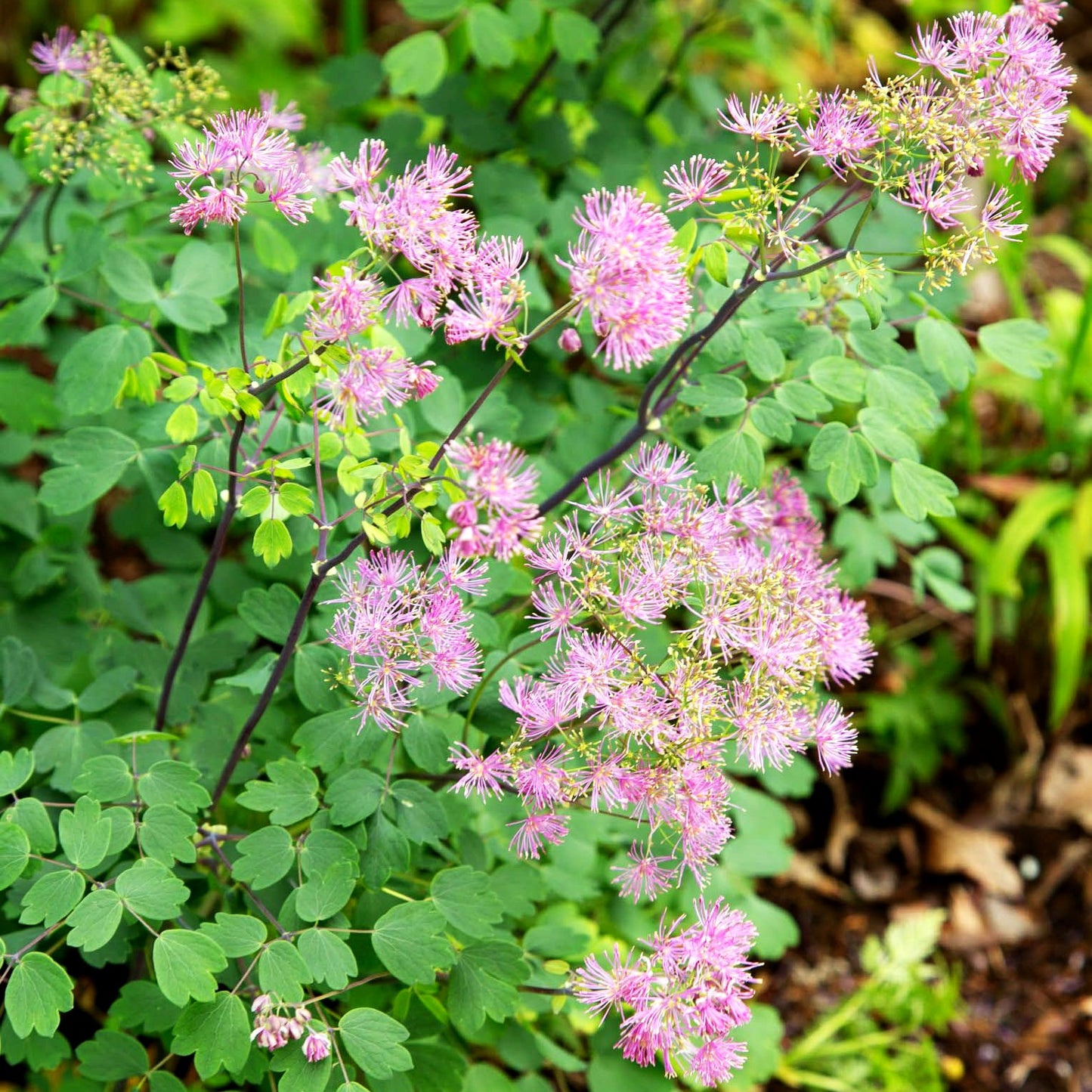Akeleiblättrige Wiesenraute 'Thundercloud' (Thalictrum aquilegifolium)