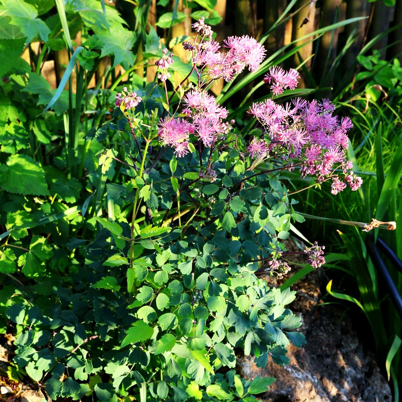Akeleiblättrige Wiesenraute 'Thundercloud' (Thalictrum aquilegifolium)