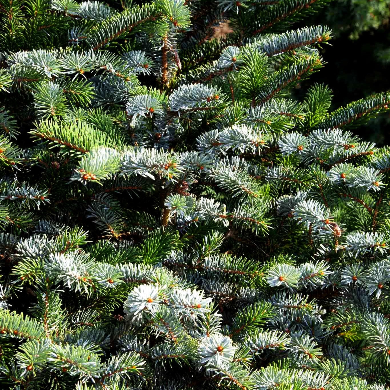 Alcock-Fichte (Picea bicolor)