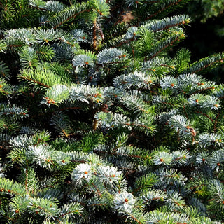 Alcock-Fichte (Picea bicolor)