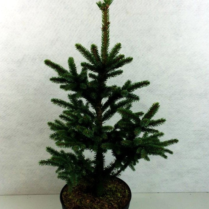 Alcock-Fichte (Picea bicolor)
