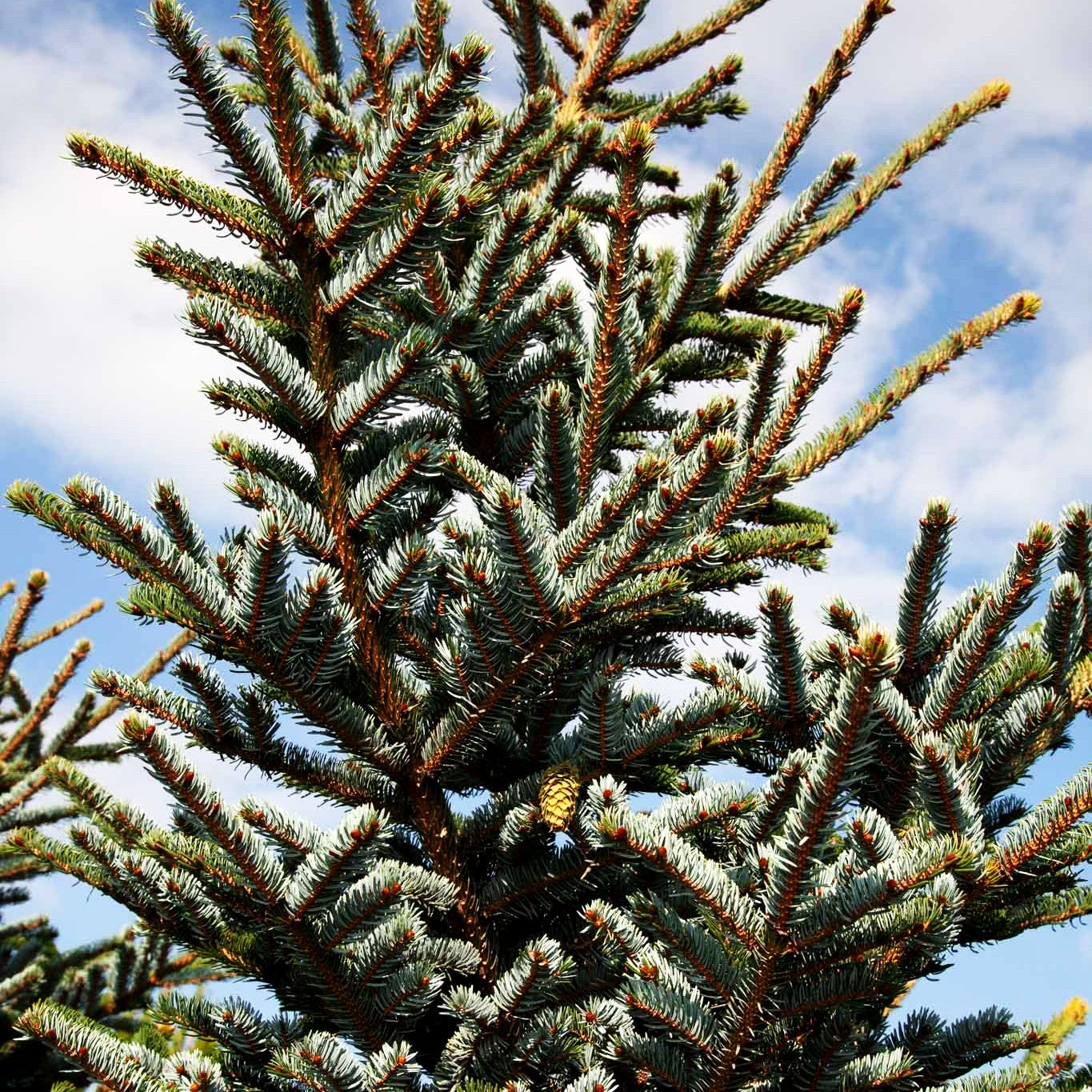Alcock-Fichte (Picea bicolor)