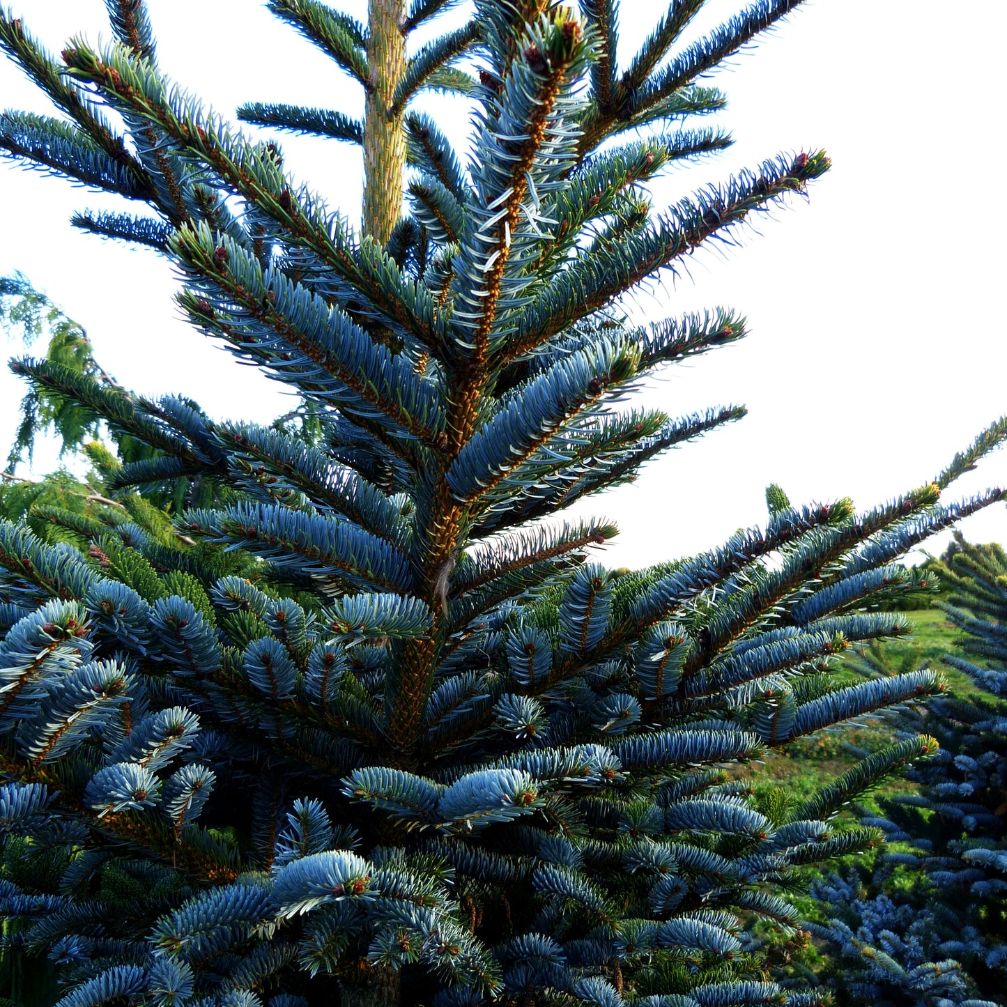 Alcock-Fichte (Picea bicolor)