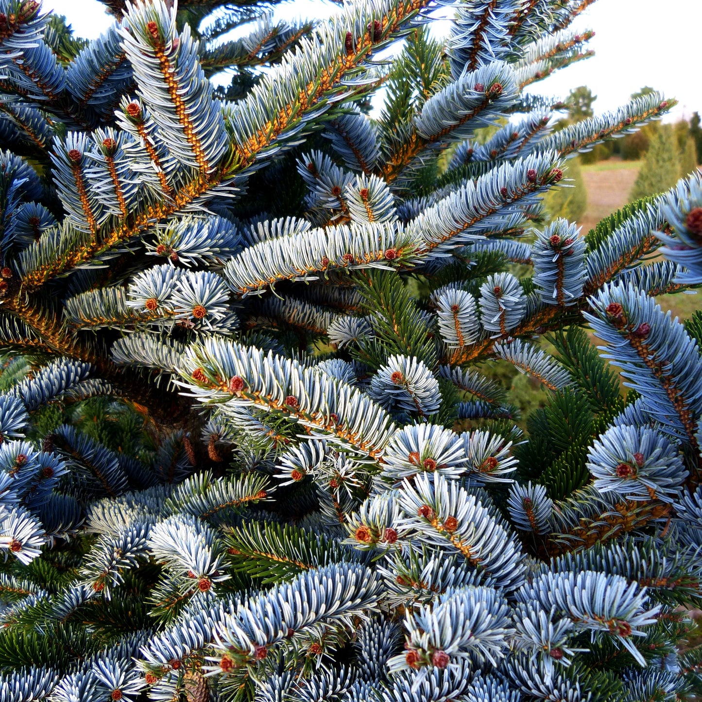 Alcock-Fichte (Picea bicolor)