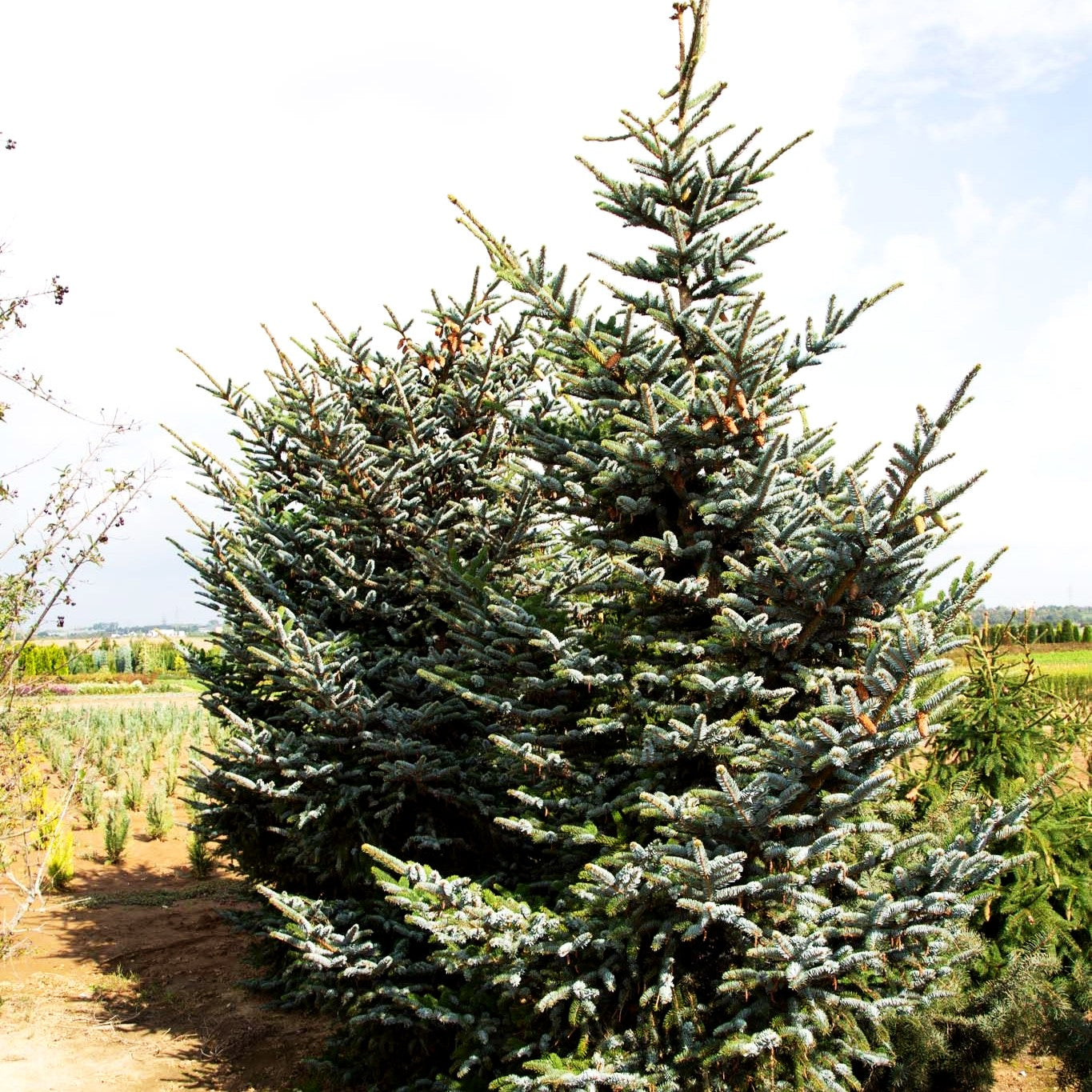 Alcock-Fichte (Picea bicolor)