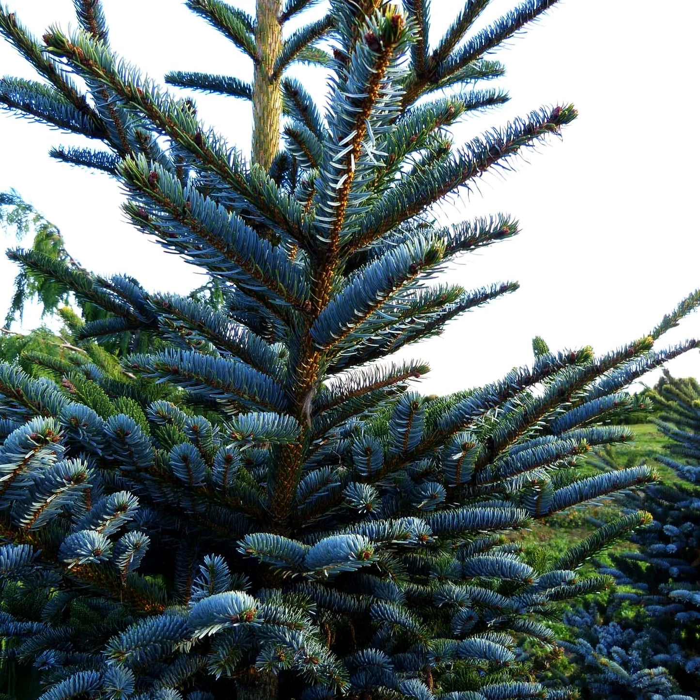 Alcock-Fichte (Picea bicolor)