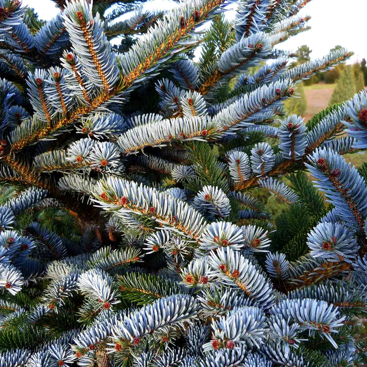Alcock-Fichte (Picea bicolor)