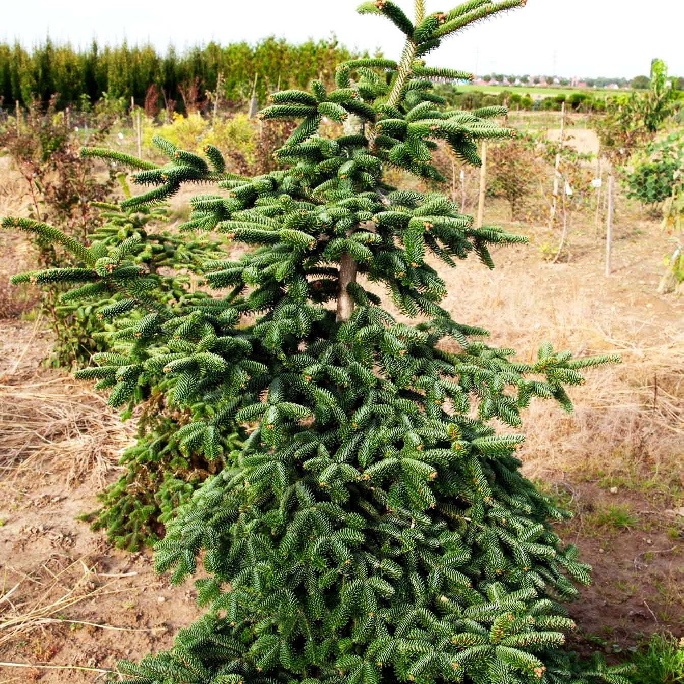 Algier-Tanne (Abies numidica)
