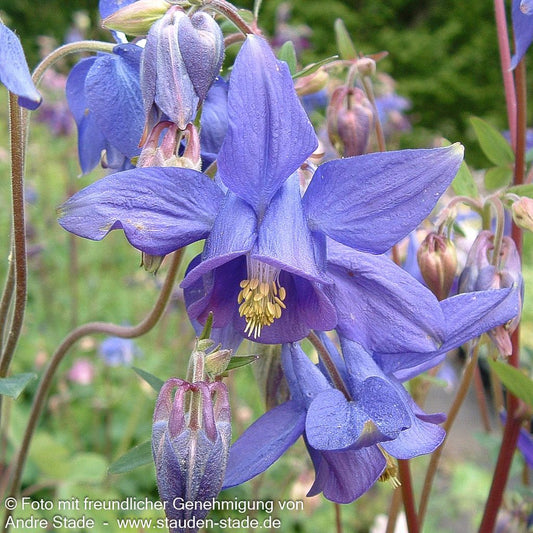 Alpen-Akelei (Aquilegia alpina)