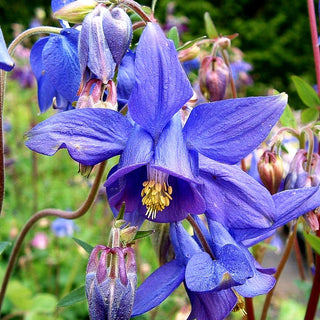 Alpen-Akelei (Aquilegia alpina)